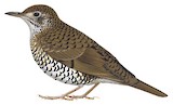 Bassian Thrush Illustration