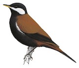 White-eared Solitaire Illustration