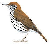 Wood Thrush Illustration