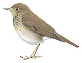 Swainson's Thrush Illustration