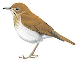 Veery Illustration