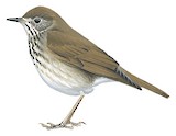 Grey-cheeked Thrush Illustration