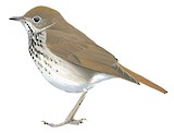 Hermit Thrush Illustration