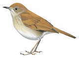 Russet Nightingale-Thrush Illustration