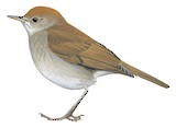 Ruddy-capped Nightingale-Thrush Illustration