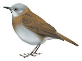 Black-billed Nightingale-Thrush Illustration