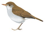 Orange-billed Nightingale-Thrush Illustration