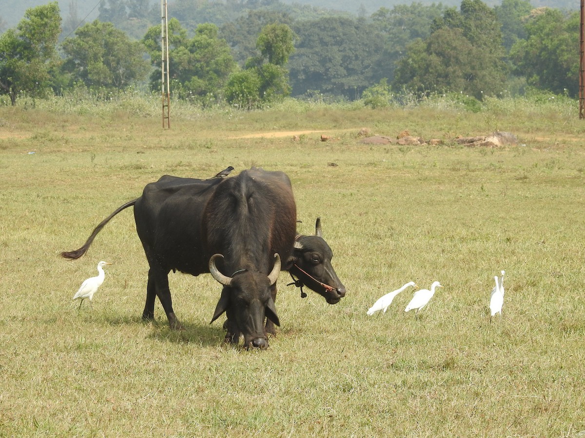 Eastern Cattle Egret - Manoj Karingamadathil