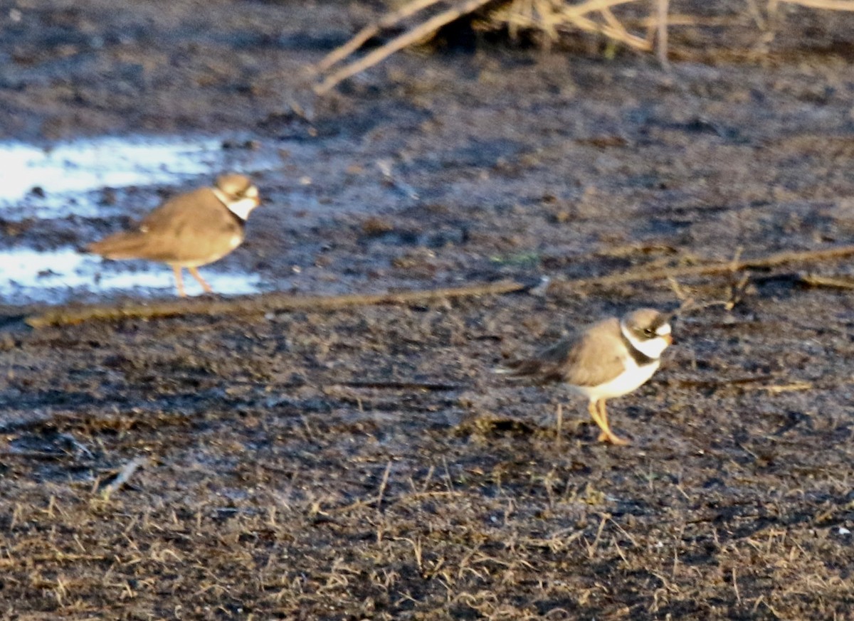 Semipalmated Plover - ML153142051