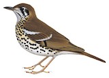 Spotted Ground Thrush Illustration