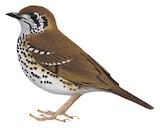 Spot-winged Thrush Illustration