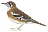 Orange-sided Thrush Illustration