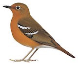 Abyssinian Ground Thrush Illustration