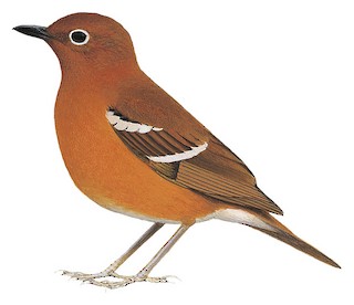 Geokichla piaggiae tanganjicae