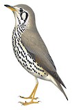 Groundscraper Thrush Illustration