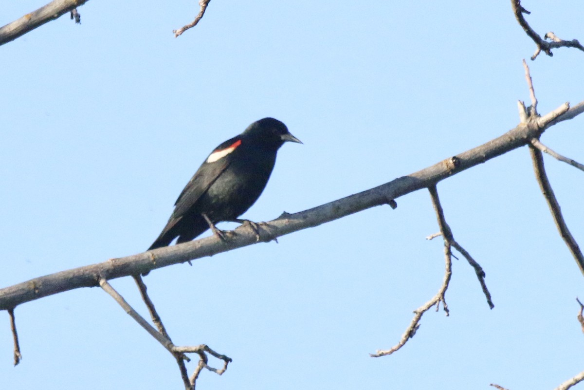 Tricolored Blackbird - ML153142921