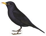 Common Blackbird Illustration