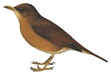 Cocoa Thrush Illustration