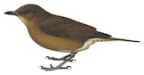 Hauxwell's Thrush Illustration