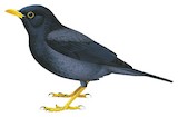 Yellow-legged Thrush Illustration