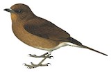 Pale-vented Thrush Illustration