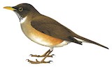 White-necked Thrush Illustration