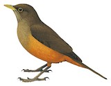 Rufous-bellied Thrush Illustration