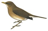 Ecuadorian Thrush Illustration