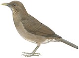 Varzea Thrush Illustration