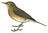 Spectacled Thrush Illustration