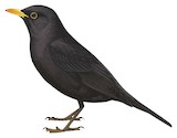 Chinese Blackbird Illustration