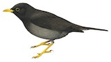 Somali Thrush Illustration