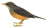 Olive Thrush Illustration