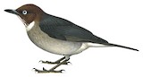 White-eyed Thrush Illustration