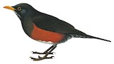 La Selle Thrush Illustration