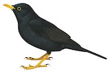 Black Thrush Illustration