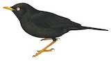 Sooty Thrush Illustration