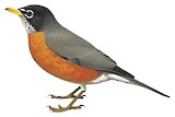 American Robin Illustration