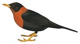 Rufous-collared Thrush Illustration