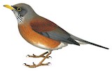 Rufous-backed Thrush Illustration