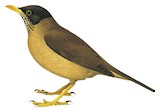 Austral Thrush Illustration