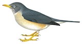 Plumbeous-backed Thrush Illustration