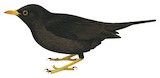 Chiguanco Thrush Illustration