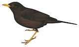 Great Thrush Illustration