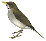 Creamy-bellied Thrush Illustration