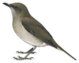 Campina Thrush Illustration