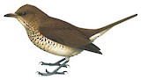 Maranon Thrush Illustration