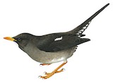 White-chinned Thrush Illustration