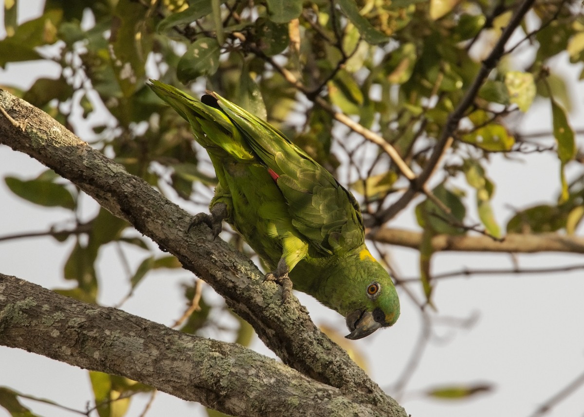 Yellow-naped Parrot - Guillermo  Saborío Vega