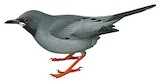 Red-legged Thrush Illustration